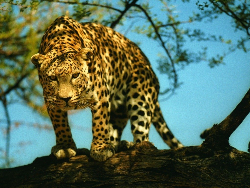 Leopards - 018